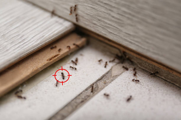 Best Commercial Pest Control Services  in Glen Dale, WV