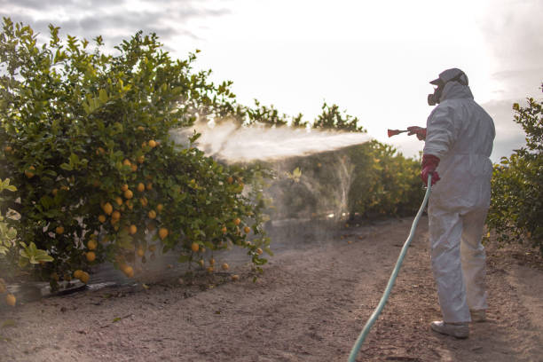 Best Insect Control  in Glen Dale, WV